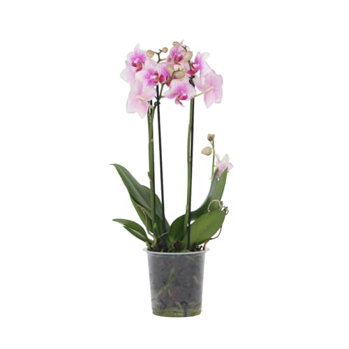Plant in a Box - Phalaenopsis Multiflora - Orquídea rosa - Planta de interior en flor - Apta para gatos - Maceta 12cm - Altura 35-45cm