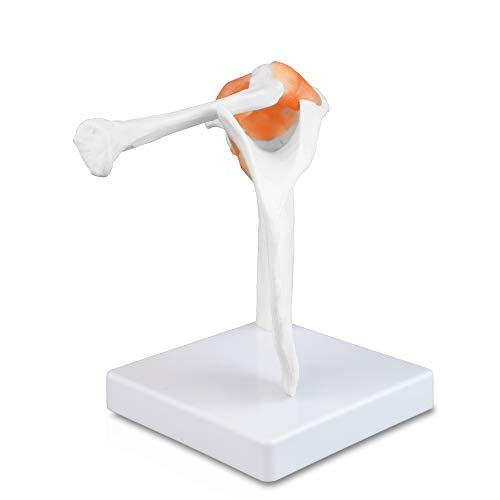 Image of B10227 Shoulder Joint Model, Life Size, 4.5 inch Height, 7 inch Wide, 8 inch Length