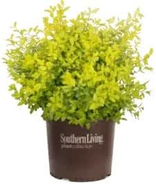 Sunshine Ligustrum Plant, 1 Gallon, Golden Foliage Privacy Hedge