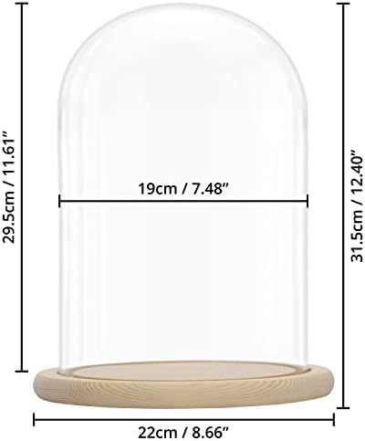 BELLE VOUS Glass Dome Cloche Bell Jar with Wooden Base - 31.5cm / 12.40 Inches Tall - Clear Decorative Tabletop Display Case with Tray for Fairy Lights, Centrepieces and Antiques