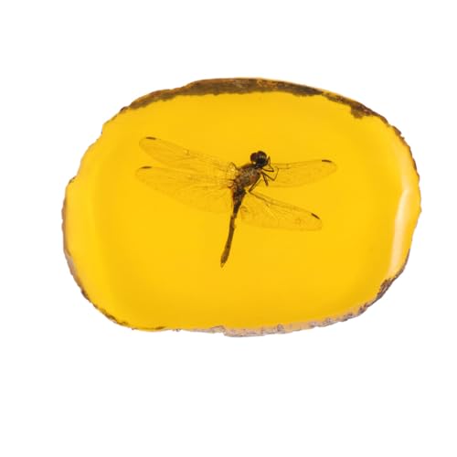 Gatuida Amber, Specimen Amber Stone Ornament for Decoration, Collection(Dragonfly)