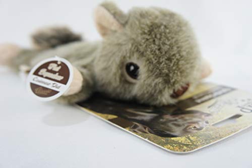 Ophelie Squirrel AFP para Cães