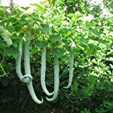 Nature Valley High Yield Hybrid Rare Long Snake Gourd Vegetable Seeds 10 Seeds Pack