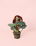 Pur Plant