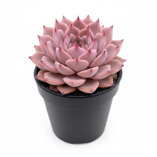 Image of Live Lakshmi Kamal Succulent Plant - Original Good Luck Plant with Pot | Vastu Positive Energy Indoor Plant | Ideal for Home, Office & Desk Decor