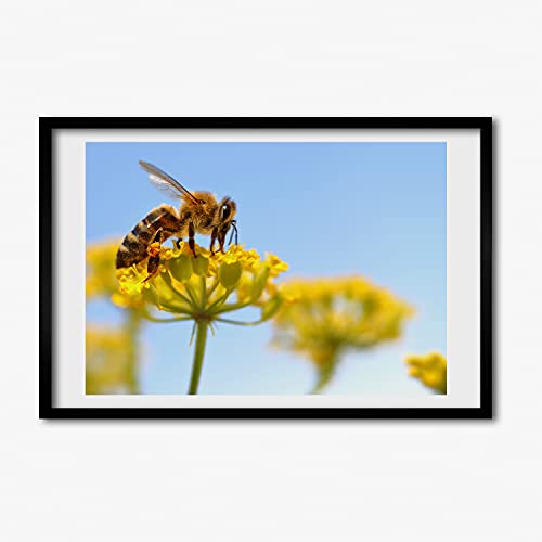Peinture 60x40 cm Abeille sur une fleur sous cadre de qualité