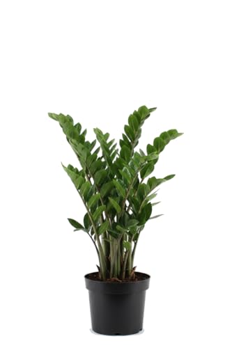 Zamioculcas Zamiifolia DECOALIVE Planta para Oficina de 60-70 cm y Maceta de 17 cm 2