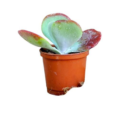 succulent small pink flowers Aptenia cordifolia Aptcor Baby Sunrose, Heartleaf Iceplant, Succulent