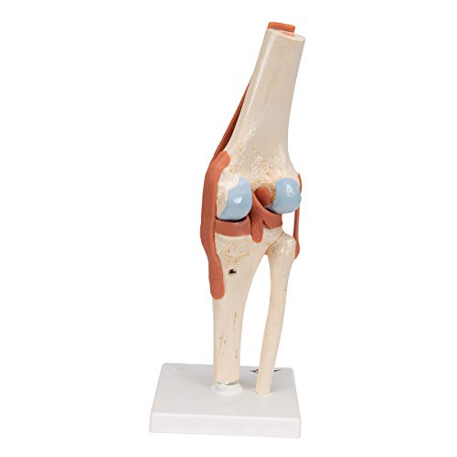 3B Scientific A82/1 Deluxe Functional Knee Joint - 3B Smart Anatomy #TOP3