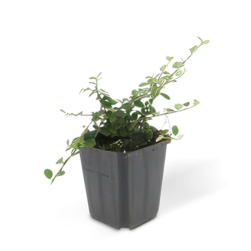 Bodendecker - Zwergmispel - Kriechmispel - Cotoneaster 'Streib's Findling' - 9cm Topf - Set mit 20 Pflanzen
