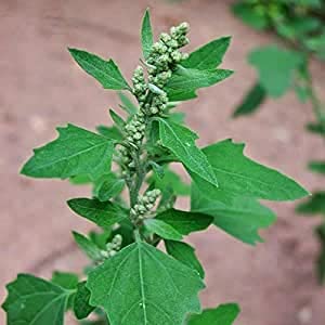 Desi Bathua Seed 100 SEED (B09JVHXF3R) Amazon Price History, Amazon Price Tracker