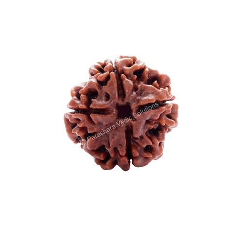 ARKAM Four Mukhi Rudraksha Certified/Original Nepali 4 Mukhi Rudraksh/Natural 4 Faced Rudraksha (Brown) with Certificate and Puja Instructions