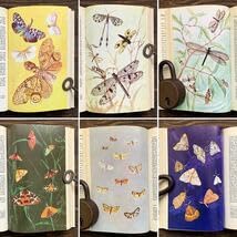 Amazon.co.jp: ドイツの古い昆虫図鑑(KNAURS INSEKTEN BUCH 1968