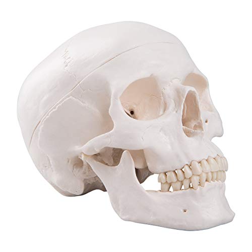 Image of Human Skull Anatomical Model, Life Size Replica Adult Human Anatomy Head Model with Removable Skull Cap and Articulated Mandible, Labeled Diagram Poster Included