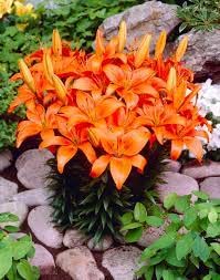 Bulbs Asiatic Lily Flower Plant Orange Colour Flower For Home Gardening pack of 2 bulbs-image-11