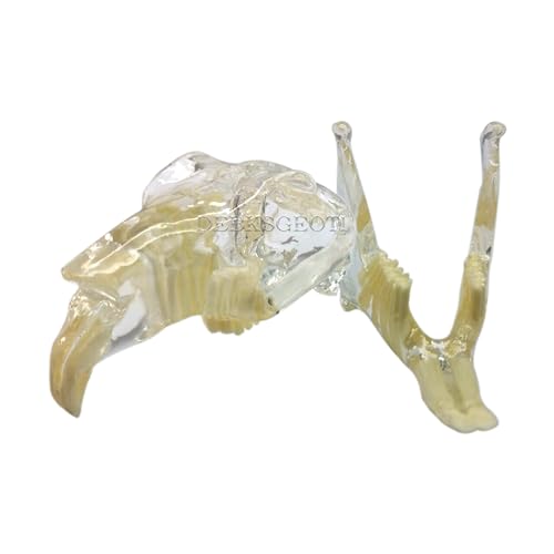 Image of Dental Rabbit Typodont Teeth Model Skull Oral Clear Pet Clinic Anatomical Tooth Jaw for Canine Veterinary Office Education Decoration Demonstrate (Rabbit Teeth Model)