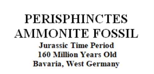 Perisphinctes Ammonite Fossil Jurassic- Bavaria, West Germany 17162
