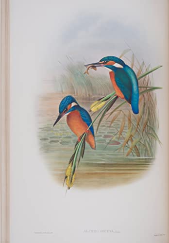 Impression sur toile John Gould Alcedo Ispida oiseau de Bretagne