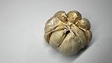 Fresh Elephant Garlic Bulbs by RawJoy Farms - 2 Huge Bulbs
