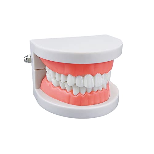 Standard Teeth Model, Youya Dental Kids Dental Teaching Study Supplies Adults Standard Typodont Demonstration Teeth Model(Without Wisdom Teeth) #TOP6