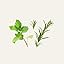 Rosemary Patchouli
