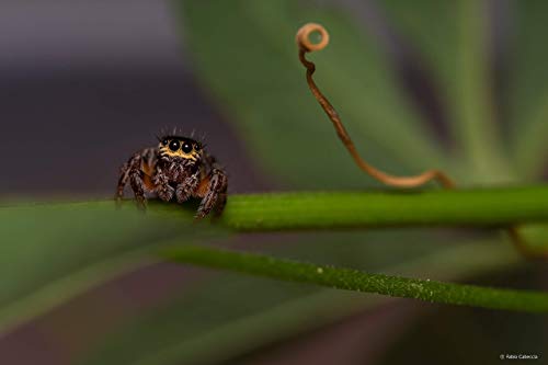 Objetivo Samyang 100mm f/2.8 para Canon EF - Fernando Cortés