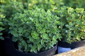2 Greek Oregano Plants 2 Greek Oregano Plants