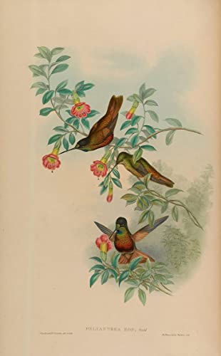 Tableau Animal Oiseau Helianthea Coeligena art mural vintage John Gould pour chambre 60x90cm