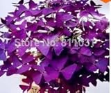 Butterfly Clover Leaf Shamrock Seeds, Purple (100 Pieces)