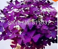Butterfly Clover Leaf Shamrock Seeds, Purple (100 Pieces)