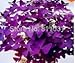 Butterfly Clover Leaf Shamrock Seeds, Purple (100 Pieces)