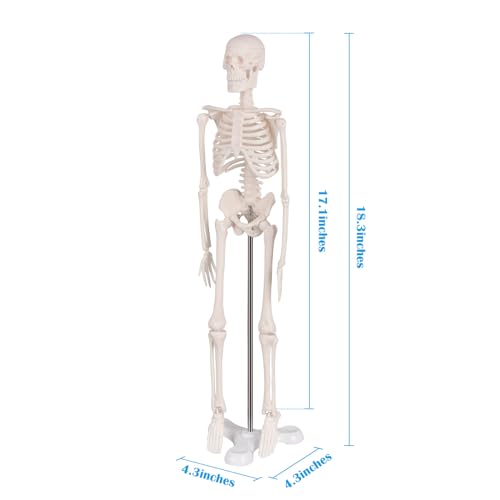 Ultrassist UL0113 Mini Human Skeleton Model, Portable 17 Inch Skeleton Bone Model With Removable Skull, Arms & Legs, Great Teaching Tool For Physiological Education And Human Skeletal System Study thumb #3