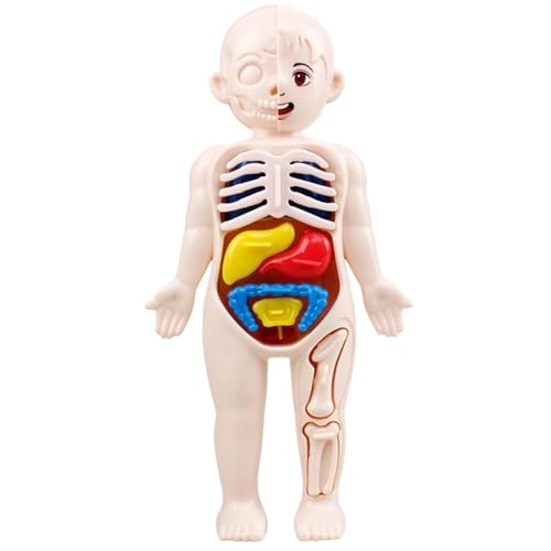 Xweptuy Modelo de Cuerpo Humano para niños 7x4 Modelo de anatomía Órganos Cuerpo Humano Desmontable ABS Sin Rebabas Juguetes científicos Anatomía educativa para niños Mayores de 3 años