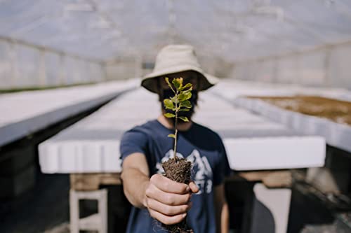 Interior Live Oak | Medium Tree Seedling | The Jonsteen Company #TOP3