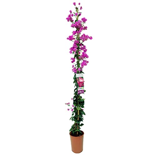 Buganvilla en tutor Planta Natural - Bougainvillea de 90-100CM ap...
