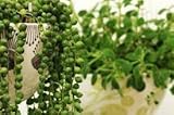 Neue frische 80 Stück Perlen Sukkulentensamen