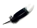 6 Pieces - White Tipped 'Imitation Eagle' Turkey Tom Rounds Secondary Wing Quill Feathers Costume Craft Supply | Moonlight Feather