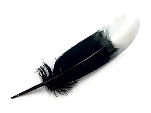 6 Pieces - White Tipped 