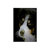 3dRose 15x22 Hand Towel - Bernese Mountain Dog Photography