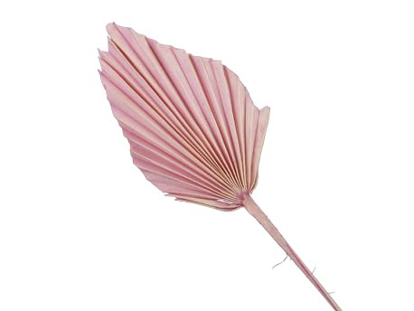 7 STK Palmspeer - rosa - Naturdeko 40cm lang Trockendeko Gesteck Dekomaterial Herbstdeko Allerheiligen Blumen Trockenblumen Trauerfloristik Fächer Gräser Palmspeere