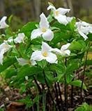 40 Pieces of Trillium Flowering Plant Seeds: Seeds : in The Package Seeds