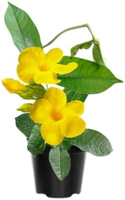 2 Yellow Mandevilla Live Plants, Mandevilla Flowering Vines Trellis, 4-9 Inch Tall Plants for Hanging Baskets, Container and Garden Growing