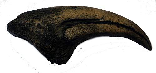 Grant Field Specimens Acrocanthosaurus Dinosaur Hand Claw Fossil Replica, 4.5 Inches