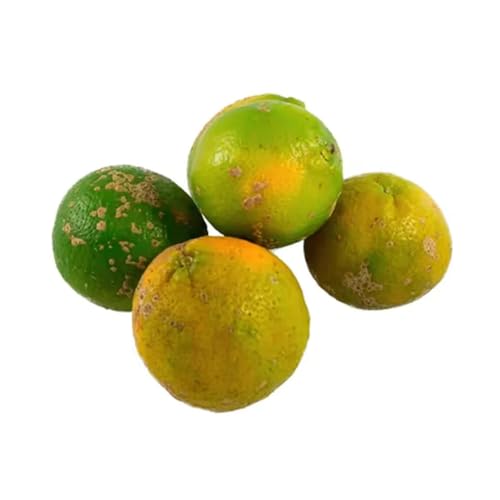 Muda Frutífera de Limão Cravinho Enxertado