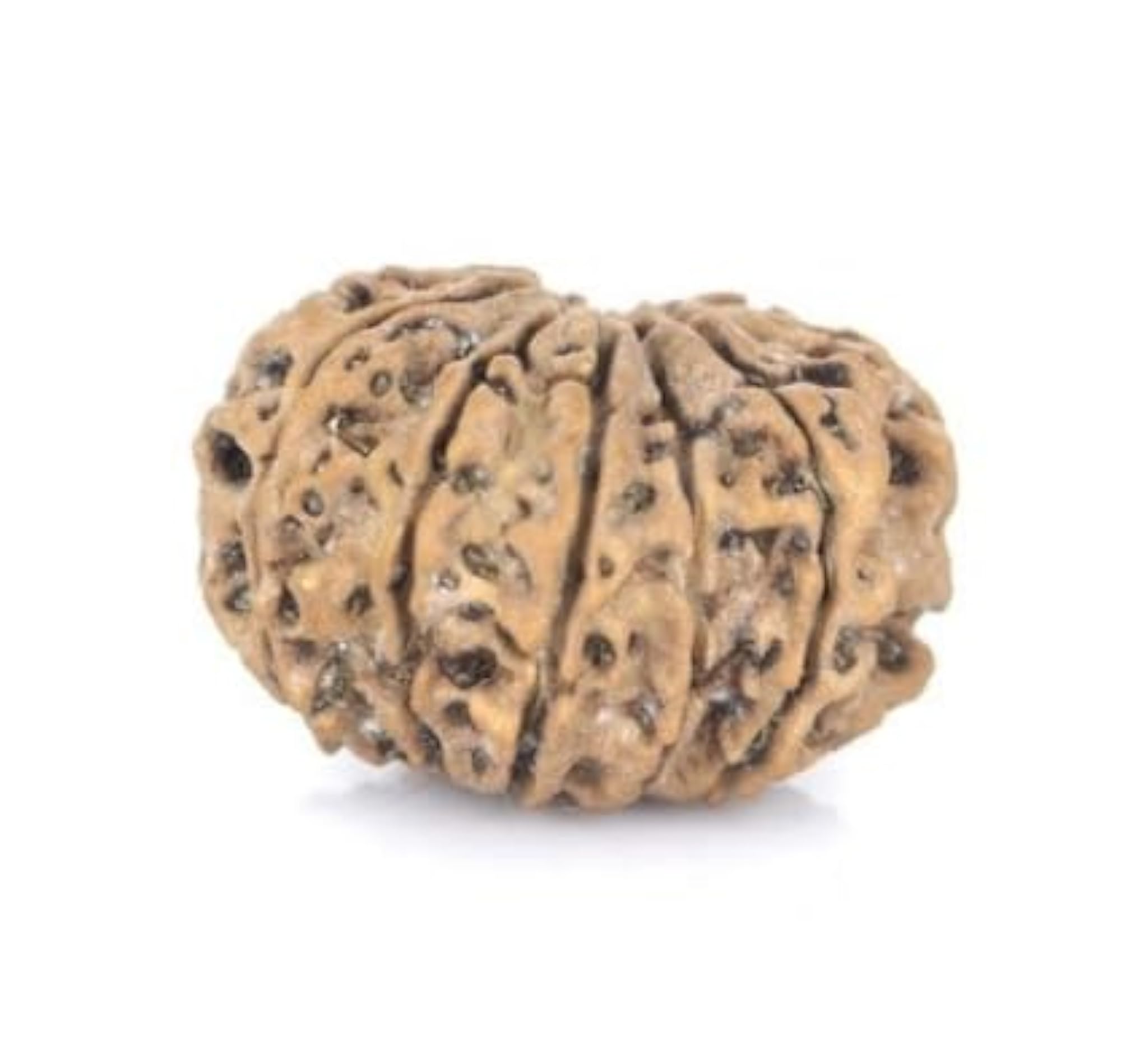 Precious 10 Mukhi Rudraksha Bead from Nepal for Pendant Making