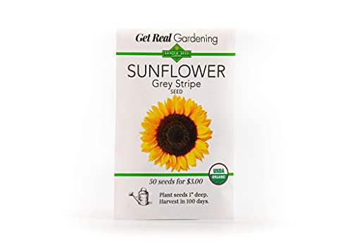Sandia Seed Company Summer Squash Black Beauty Zucchini Seeds 50 Pack