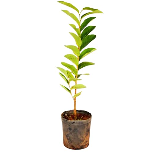 Muda De Goiaba Tailandesa Gigante Produzindo Acompanha Vaso