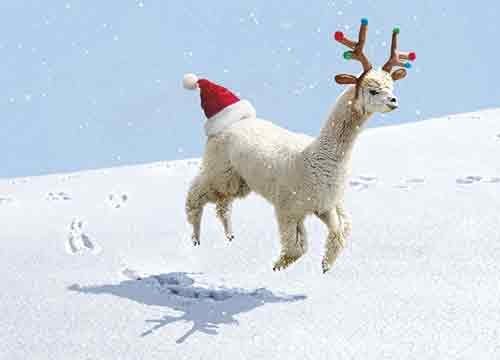 Avanti - 10 tarjetas de Navidad humorísticas con sobres, alpaca con cuernos de reno