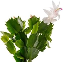 Miniatura 2 de Planta viva de cactus de Navidad blanco de 2 pulgadas (blanco crema)