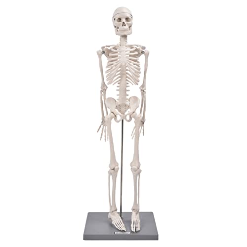 85cm Human Skeleton Model with Base, Ideal Anatomical Teaching Tool for Schools and Colleges, Comes with Stand and Flexible Arms and Legs, Made of Special Resin